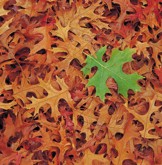 maple leaf on ground