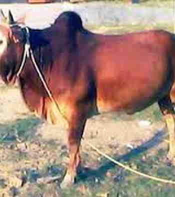 খলিলের ১ নম্বর দেশী গরুর গোস্ত 