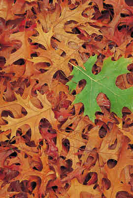 maple leaf on ground