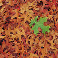 maple leaf on ground